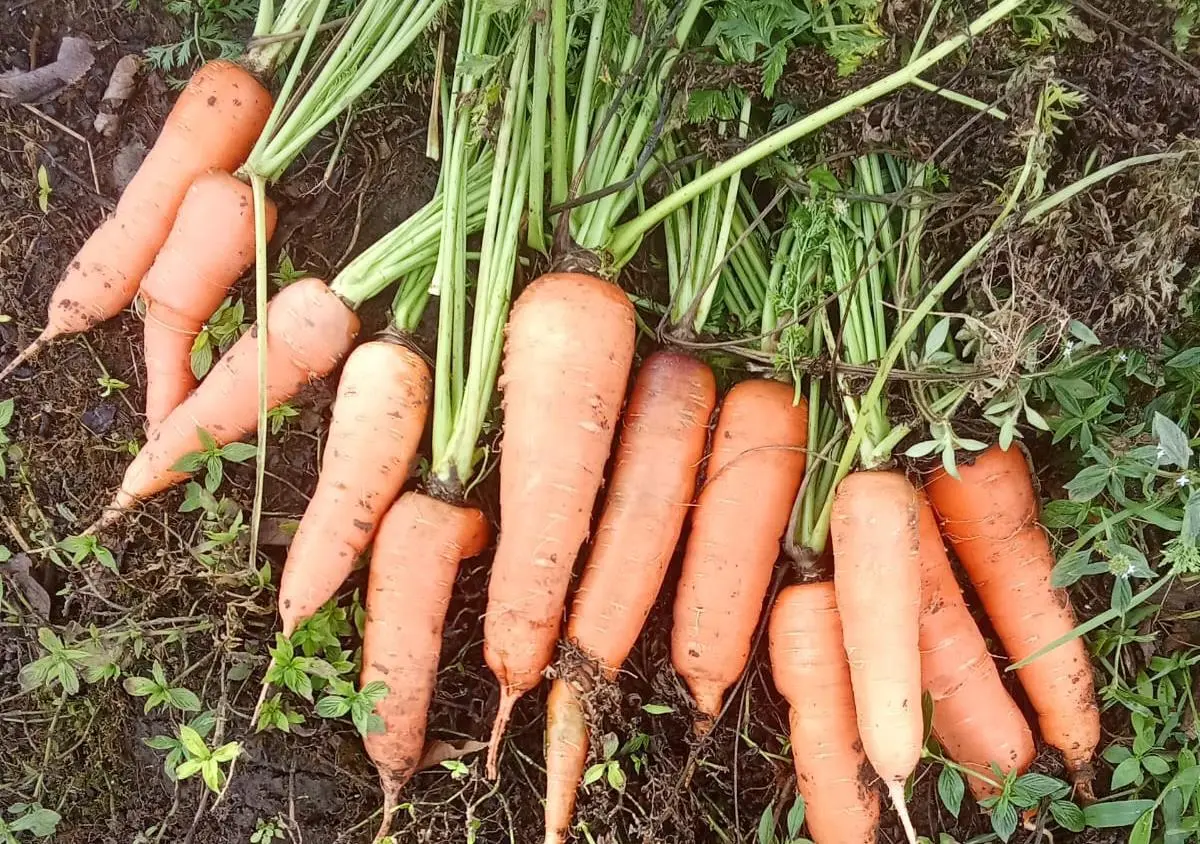 Productores garantizan abastecimiento de zanahoria en mercados nacionales