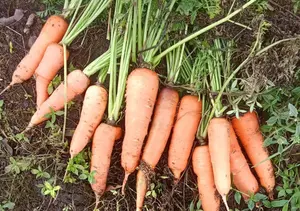 Productores garantizan abastecimiento de zanahoria en mercados nacionales
