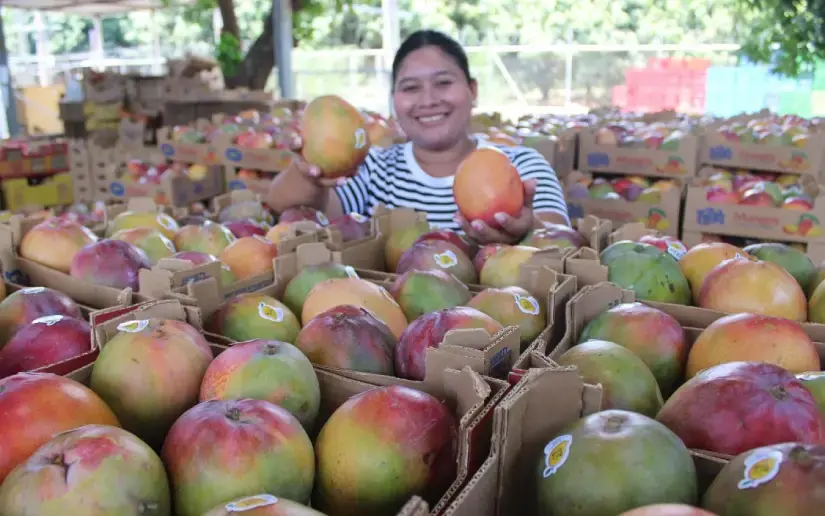 Mango nicaragüense continúa destacándose en mercados de exportación