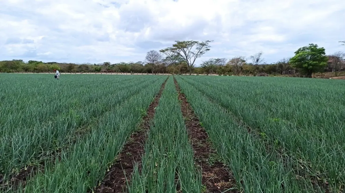 Producción de cebolla alcanza más de 20 mil quintales en mayo