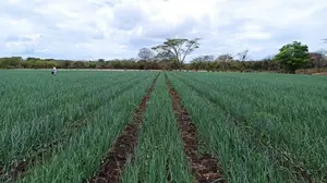 Producción de cebolla alcanza más de 20 mil quintales en mayo