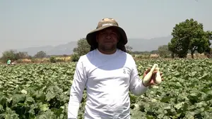 Productores de Sébaco proyectan exitoso ciclo agrícola de invierno
