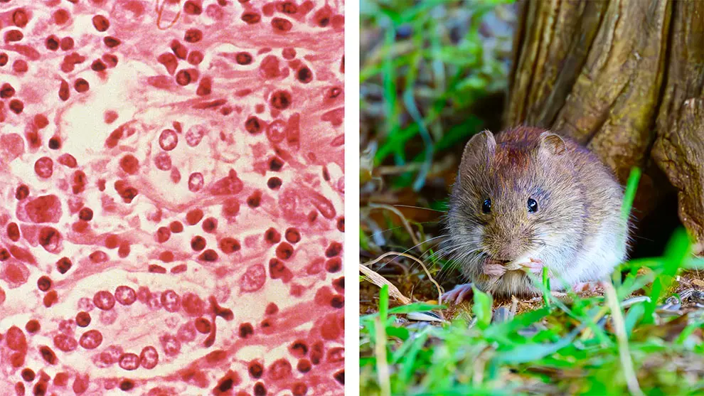 Hantavirus en Argentina: 45 contagios y mortalidad superior al 30 %