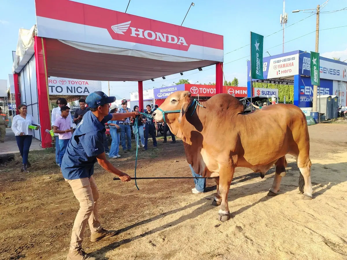 Feria Ganadera reúne a expositores de todo el país en Chinandega