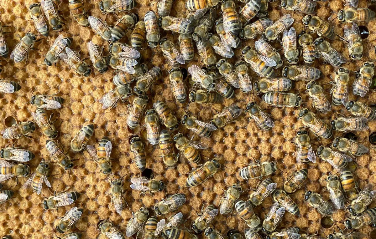 Nicaragua registra producción de 818 toneladas de miel