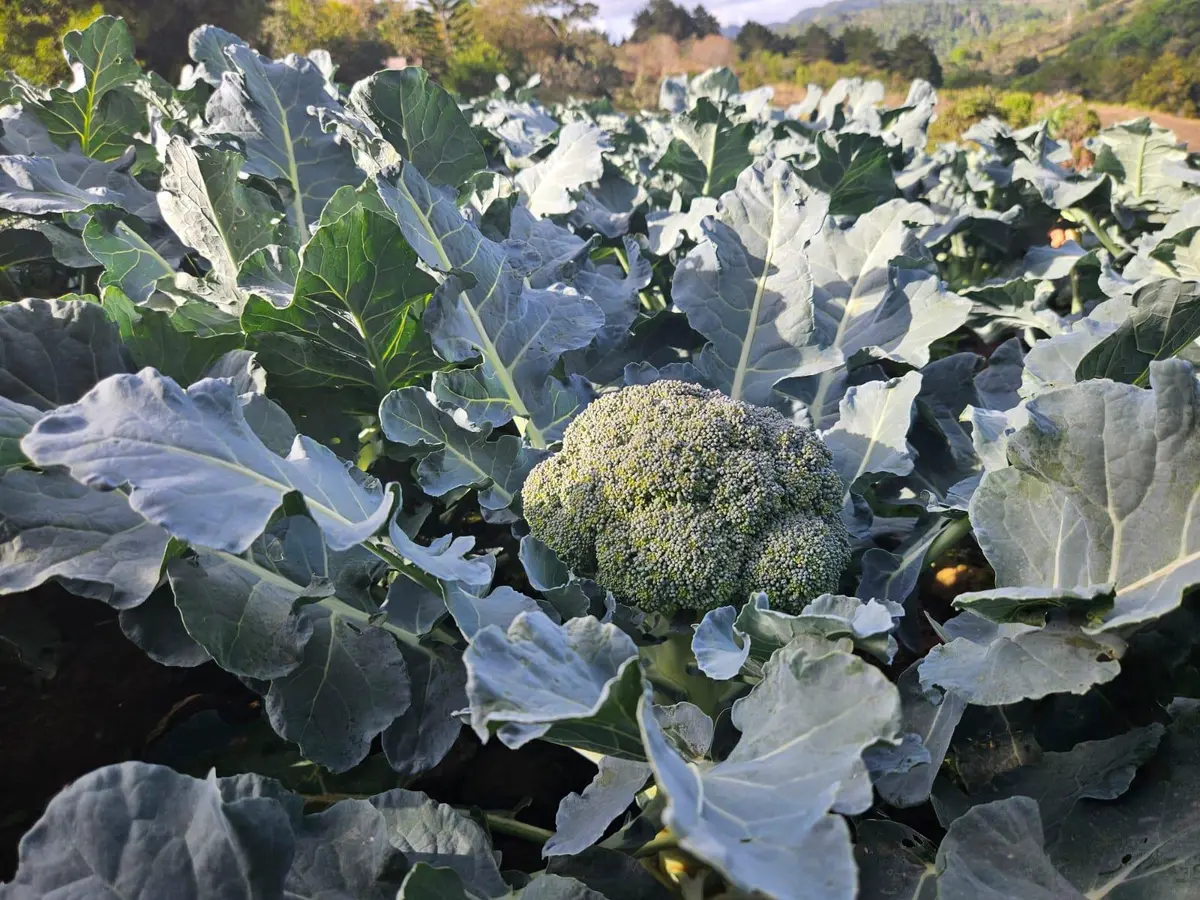 Nicaragua registra importante producción de brócoli en abril 2026