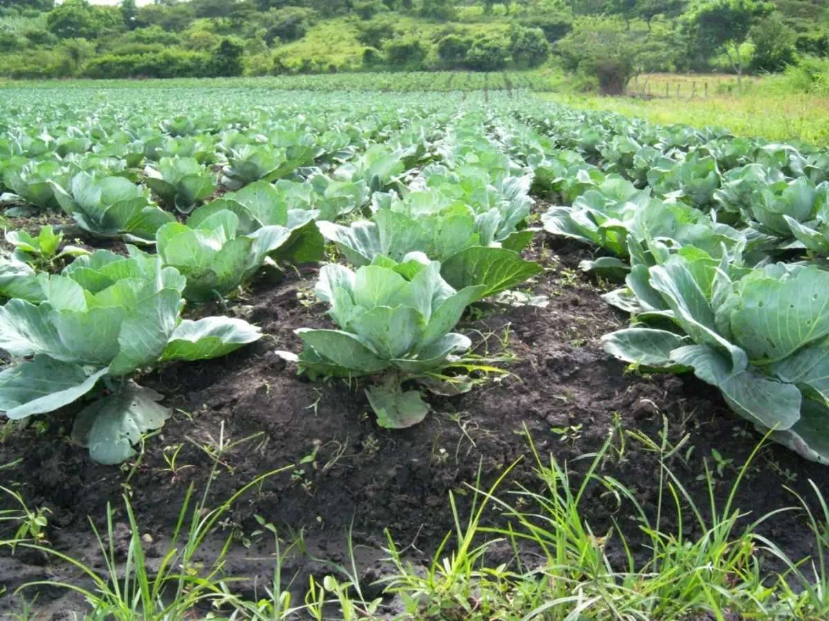 Familias productoras impulsan cosecha de 3.2 millones de repollos