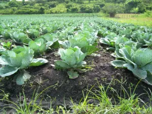 Familias productoras impulsan cosecha de 3.2 millones de repollos