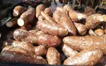 Producción de yuca registra más de 204 mil quintales 
