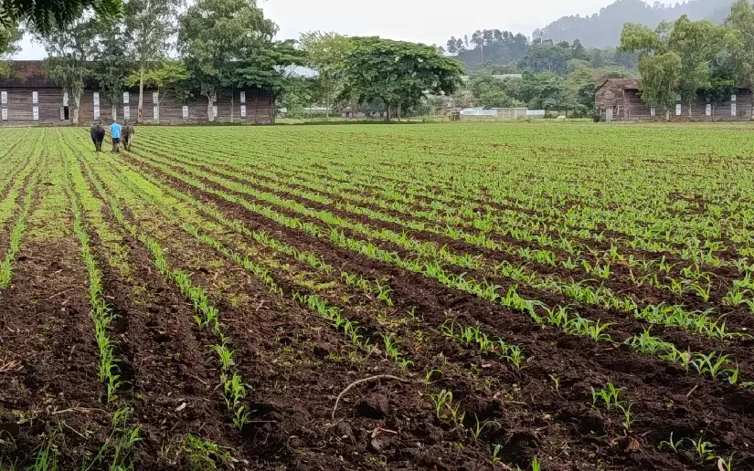 Nicaragua refuerza la producción de maíz para el ciclo agrícola 2026/2027