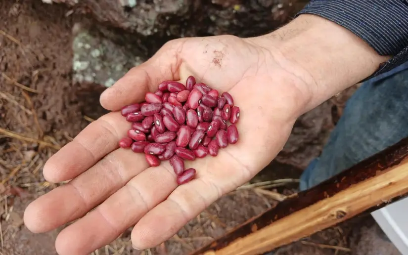 Frijol rojo en primera: se proyectan más de 124 mil manzanas de siembra