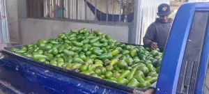 Centros de acopio registran 3.6 millones de unidades de aguacate en 2026