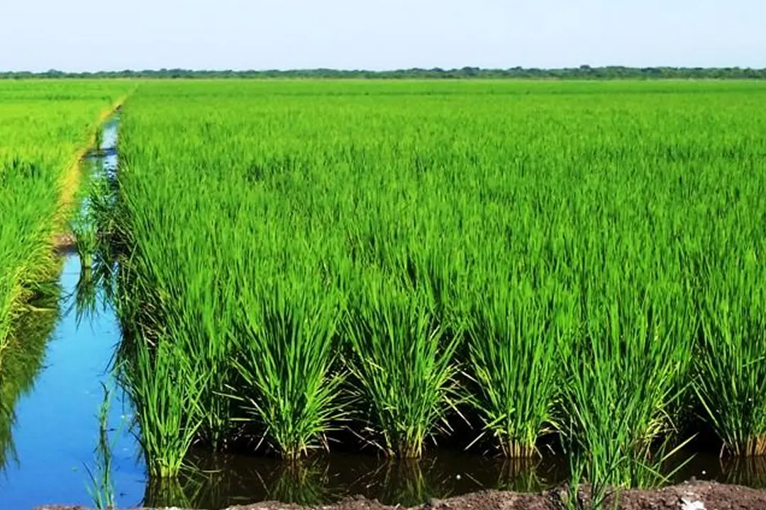 Producción nacional avanza con siembra de más de 30 mil manzanas de arroz de primera