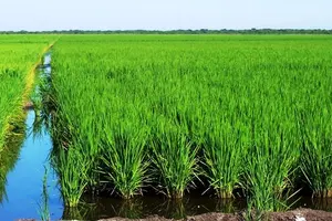 Producción nacional avanza con siembra de más de 30 mil manzanas de arroz de primera
