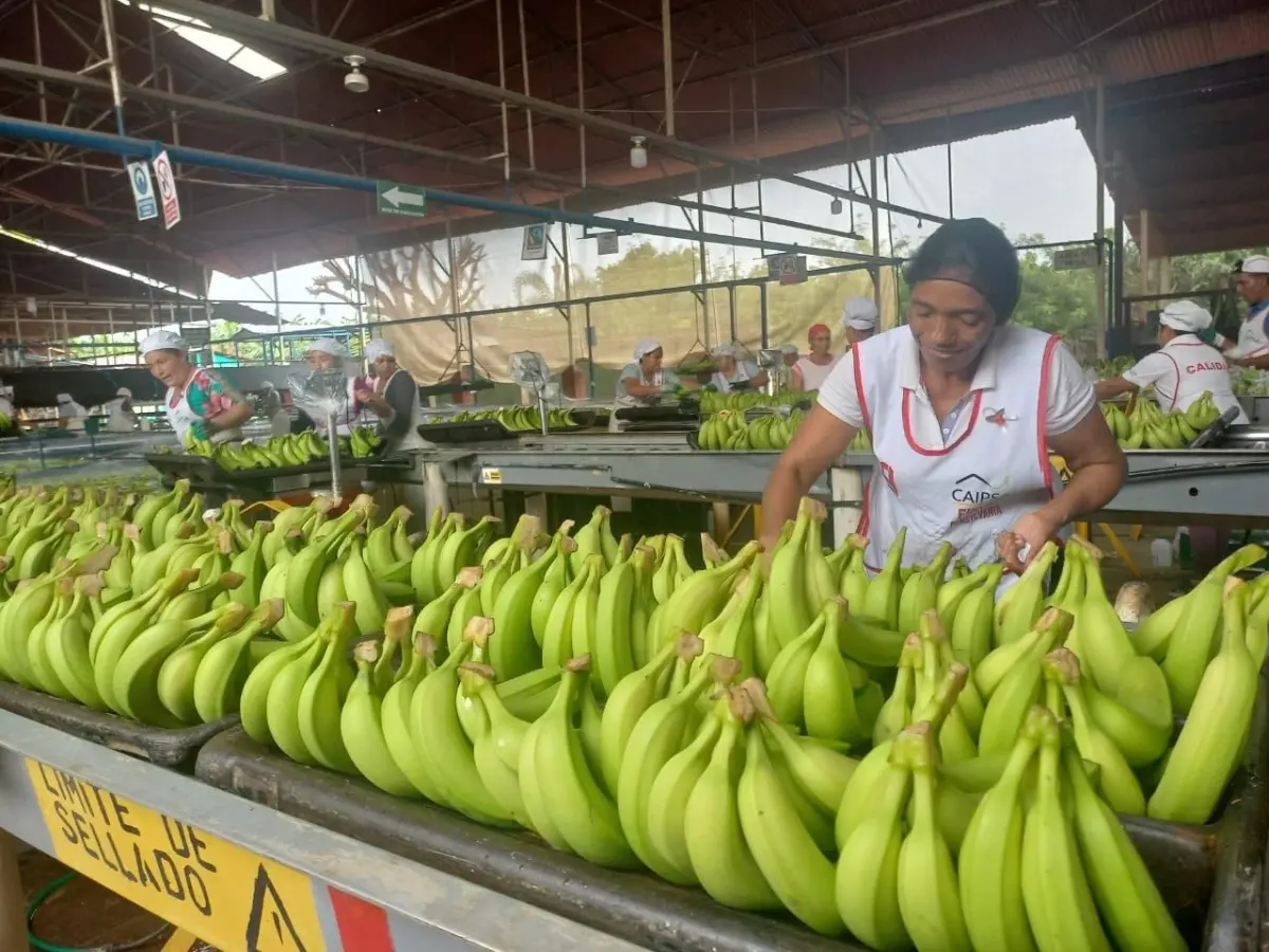 Banano de exportación mantiene dinamismo productivo en Chinandega