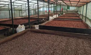 Familias productoras fortalecen la cosecha de cacao