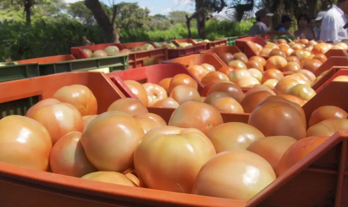 Producción tomatera garantiza oferta en los mercados nacionales