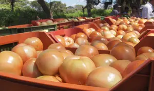 Producción tomatera garantiza oferta en los mercados nacionales