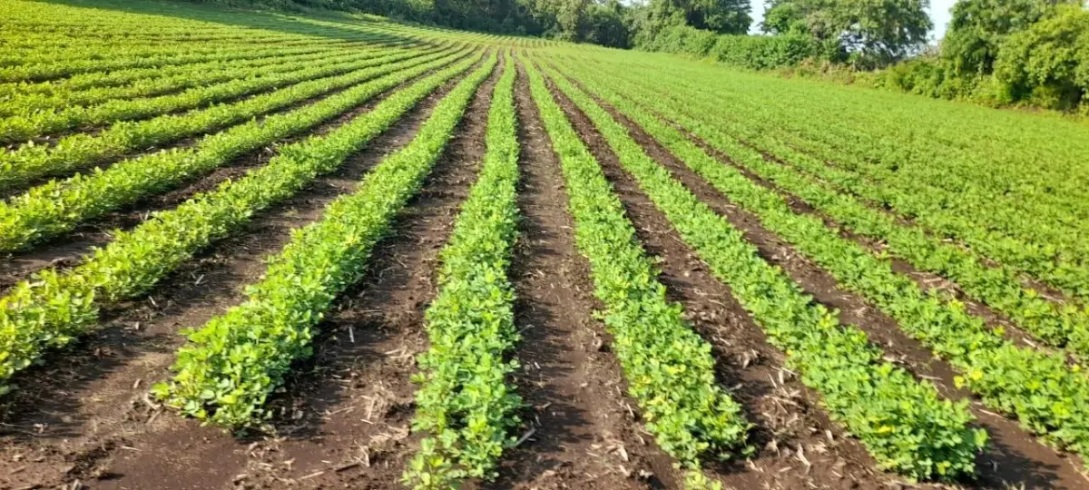 Maní toma fuerza en el ciclo agrícola 2026-2027