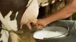 Producción lechera fortalece la economía nacional
