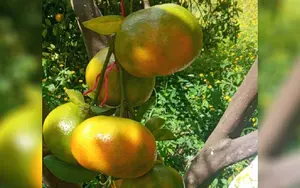 Cosecha de mandarinas refleja el dinamismo del sector agrícola nacional