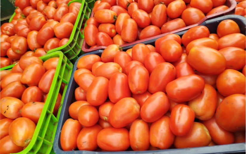 Familias productoras garantizan abundante cosecha de tomate