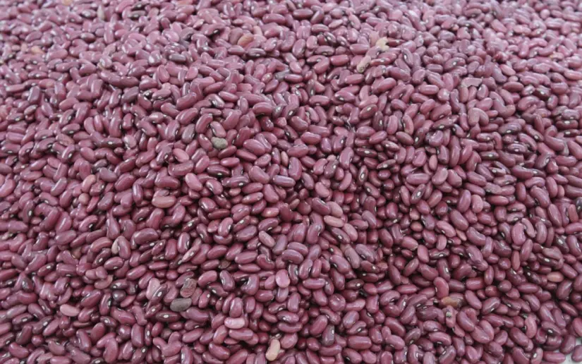 Ministerio Agropecuario fortalece producción de semilla certificada de frijol rojo