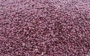 Ministerio Agropecuario fortalece producción de semilla certificada de frijol rojo