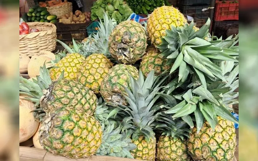 Producción de piña supera los 8.1 millones de unidades
