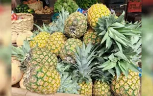 Producción de piña supera los 8.1 millones de unidades