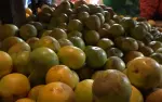 Nicaragua fortalece la producción de naranja dulce con más de 340 millones de unidades
