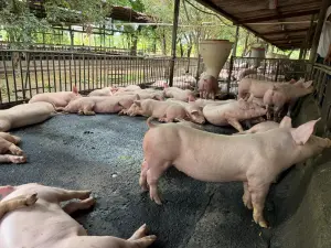Producción porcina nacional alcanza 12.1 millones de libras 