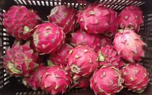 Producción de pitahaya alcanza más de 151 mil kilogramos en 2026