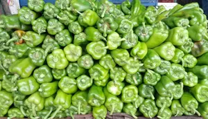 Producción de chiltoma dinamiza la economía de las familias productoras