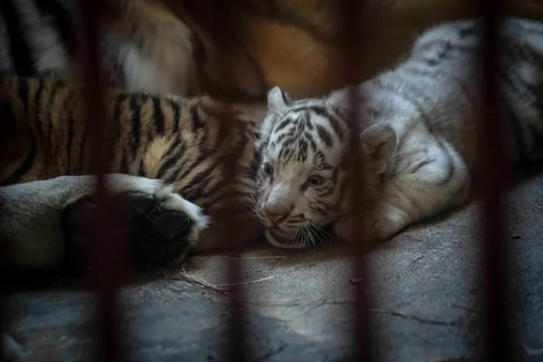 Nacen cuatro tigres de Bengala, incluido un raro ejemplar blanco en Cuba
