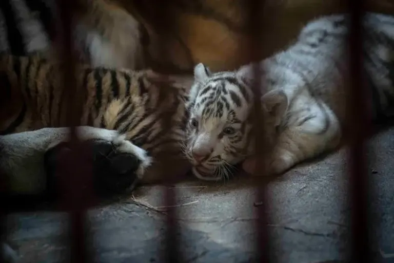 Nacen cuatro tigres de Bengala, incluido un raro ejemplar blanco en Cuba