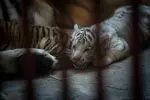 Nacen cuatro tigres de Bengala, incluido un raro ejemplar blanco en Cuba