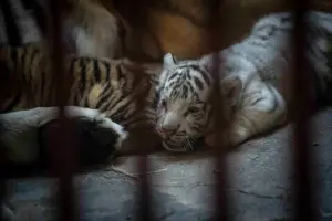 Nacen cuatro tigres de Bengala, incluido un raro ejemplar blanco en Cuba