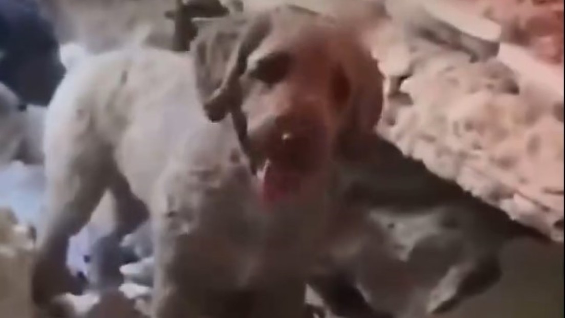 Perrita ayuda a rescatar a un niño y su madre en Venezuela