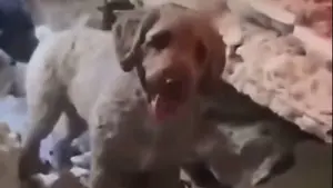 Perrita ayuda a rescatar a un niño y su madre en Venezuela