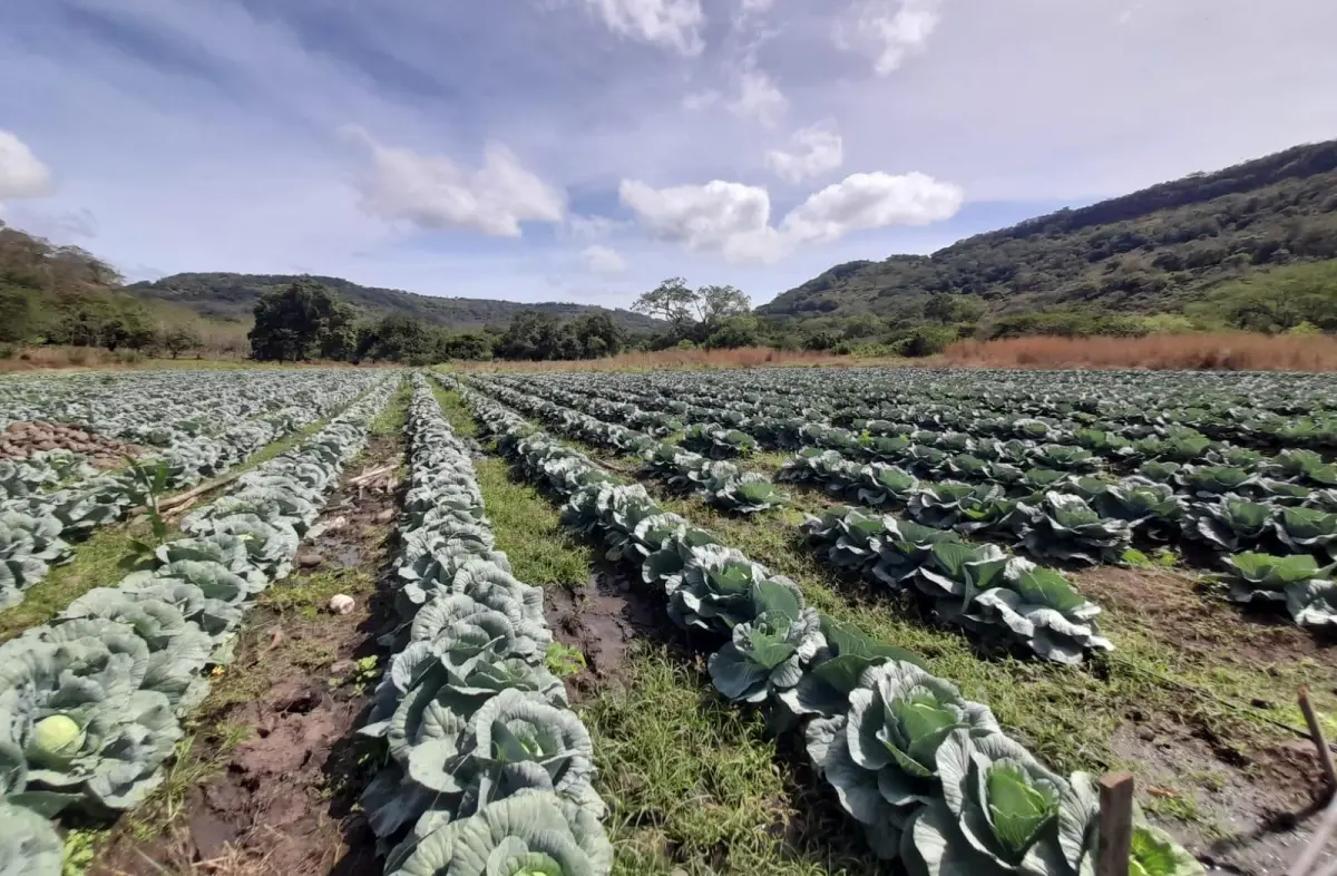 Siembras escalonadas garantizan producción continua de repollo en Nicaragua