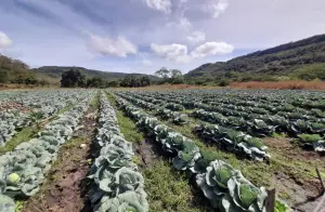Siembras escalonadas garantizan producción continua de repollo en Nicaragua